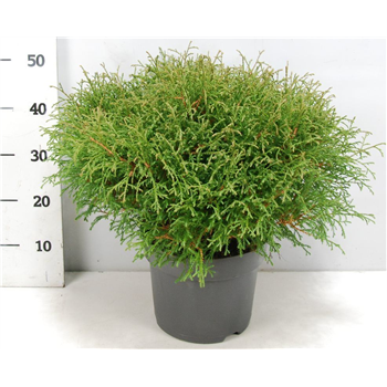 Thuja occidentalis 'Mr Skledaing Ball' F00005887
