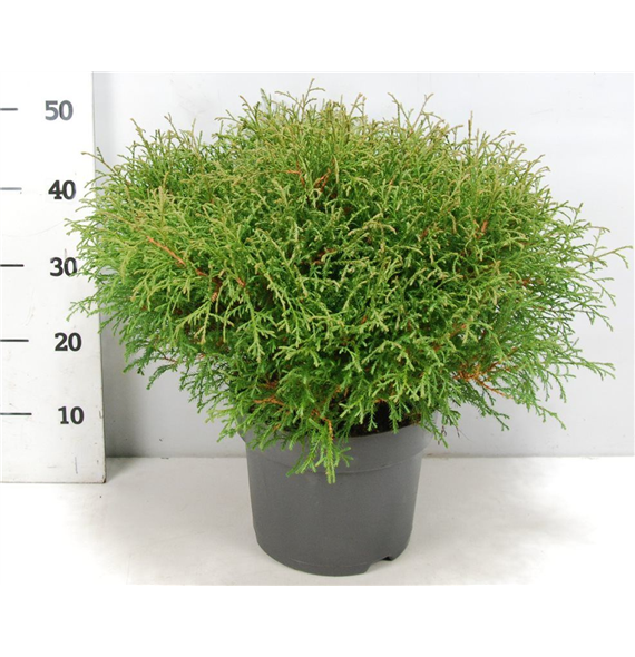 Thuja occidentalis 'Mr Skledaing Ball' F00005887