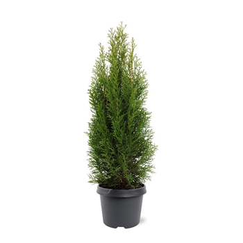 Thuja occidentalis 'Smaragd' F00008033