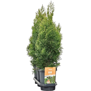 Thuja occidentalis 'Smaragd' F00008050
