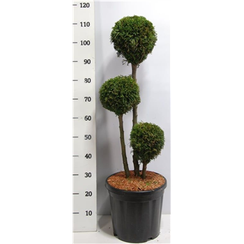 Thuja occidentalis 'Smaragd' F00006110