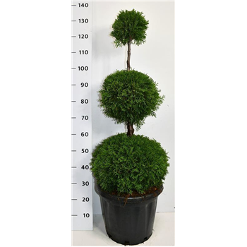 Thuja occidentalis 'Smaragd' F00005994