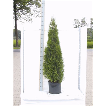 Thuja occidentalis 'Smaragd' F00005396