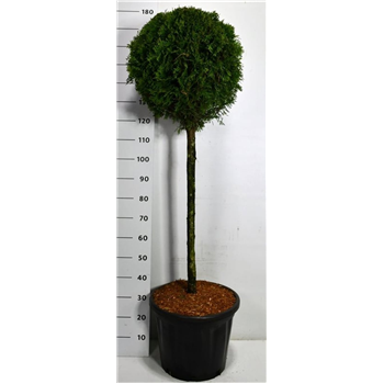 Thuja occidentalis 'Smaragd' F00006488