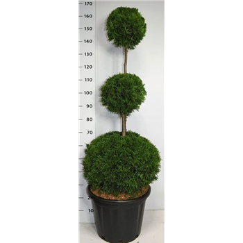 Thuja occidentalis 'Smaragd' F00006015