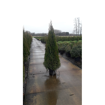 Thuja occidentalis 'Smaragd' F00005401