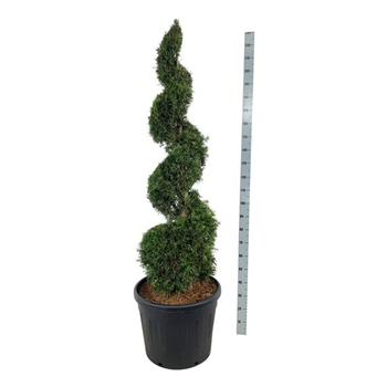 Thuja occidentalis 'Smaragd' F00006890