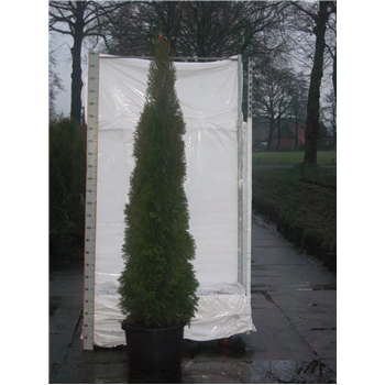 Thuja occidentalis 'Smaragd' F00005397
