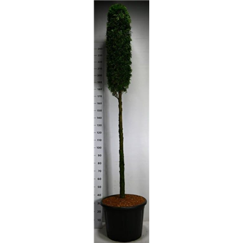 Thuja occidentalis 'Smaragd' F00006039
