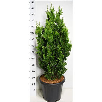 Thuja occidentalis 'Zmatlik' F00006363