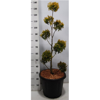 Thuja occidentalis 'Yellow Ribbon' F00005909