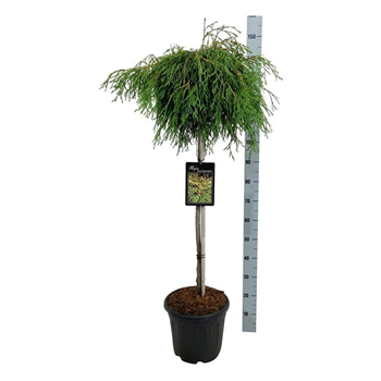 Thuja pl Kagers Beauty F00004828