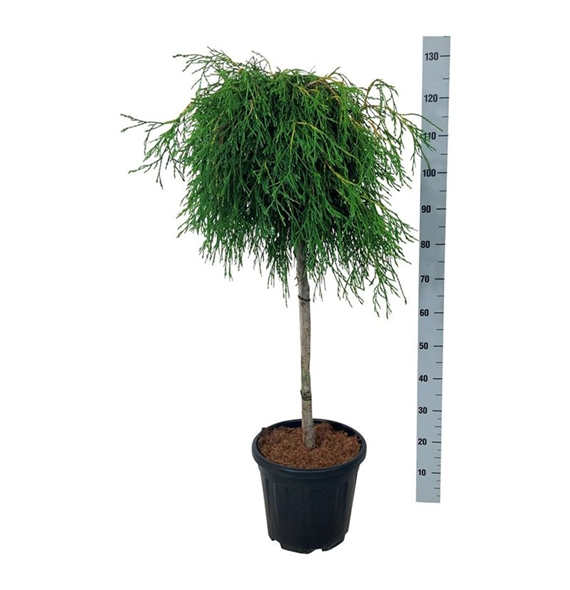 Thuja plicata 'Kagers Beauty' F00006980