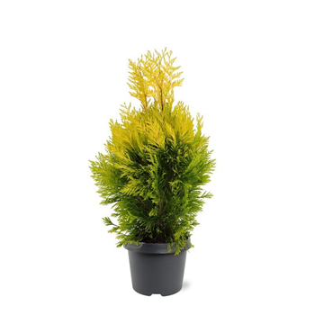 Thuja plicata 'Goldy' F00008039