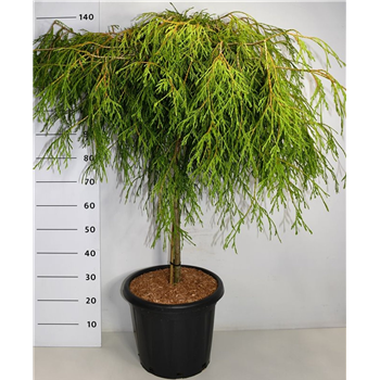 Thuja plicata 'Kagers Beauty' F00006000