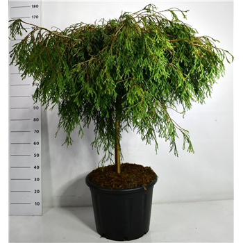 Thuja plicata 'Kagers Beauty' F00006366