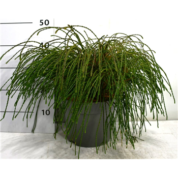 Thuja plicata 'Whipecord' F00005904