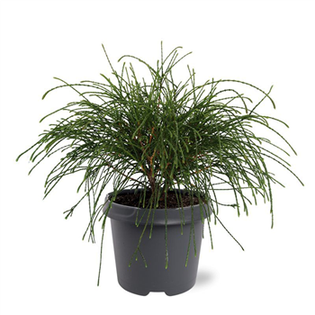 Thuja plicata 'Whipecord' F00008040