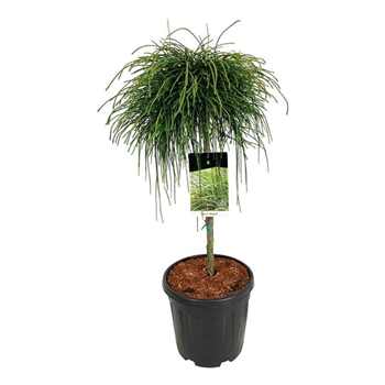 Thuja plicata 'Whipecord' F00008175
