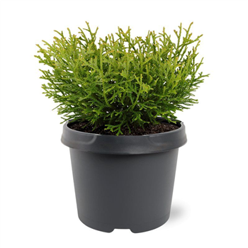 Thujopsis dolabrata 'Nana' F00008041