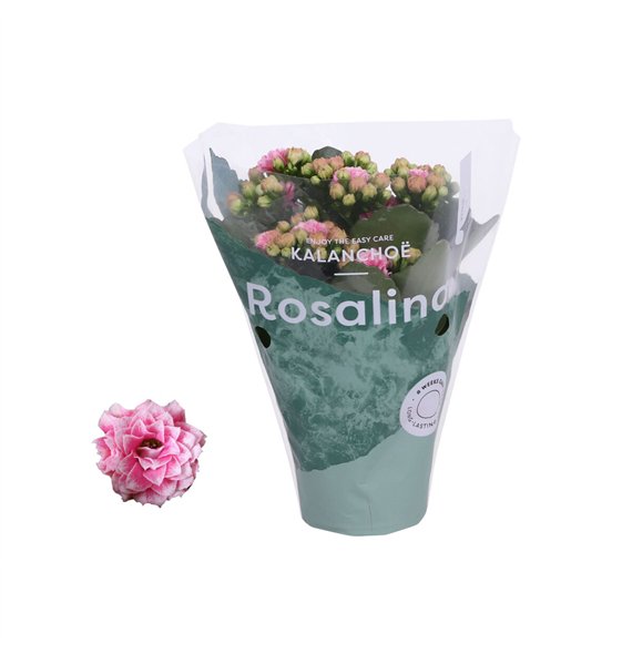 Kalanhoja rosalina roze Don Alano wit 15cm 7cm Q3457