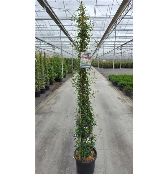 Trachelospermum jasminoides 'Pink Showers' F00005631