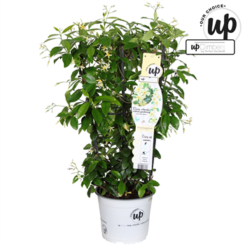 Trachelospermum jasminoides Star Of Toscane F00003900