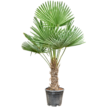 Trachycarpus fortunei 5TRFOR086
