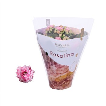 Kalanhoja rosalina don darcio Royale Alano roze wit 15cm 7cm Q3471