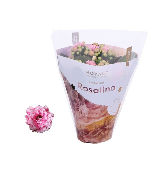 Kalanhoja rosalina don darcio Royale Alano roze wit 15cm 7cm Q3471