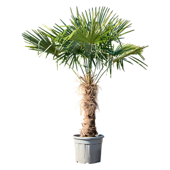 Trachycarpus fortunei (180-200) 5TRFOR046