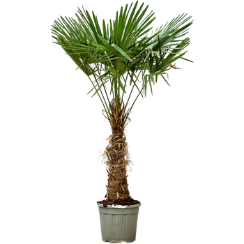 Trachycarpus fortunei (160-200) 5TRFOR023