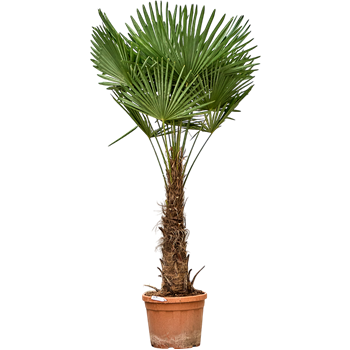 Trachycarpus fortunei (190-230) 5TRFOR007