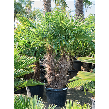 Trachycarpus fortunei (190-240) 5TRFOMS87