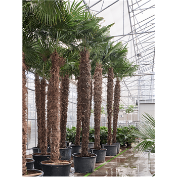 Trachycarpus fortunei (520-580) 5TRFOR040