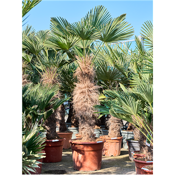 Trachycarpus wagnerianus (210-240) 5TRWARS94