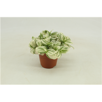Tradescantia Brightness F00001192