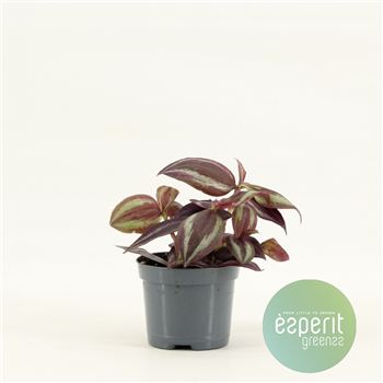 Tradescantia Jewel Red F00001124