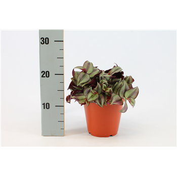Tradescantia Zebrina F00000741