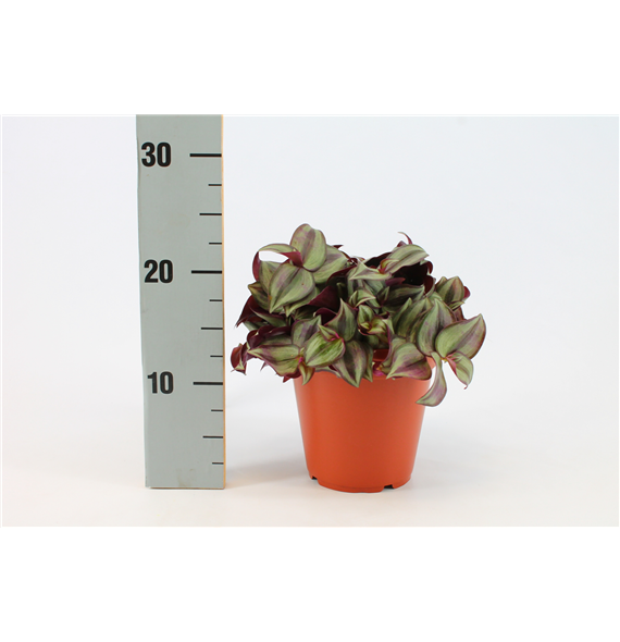Tradescantia Zebrina F00000741