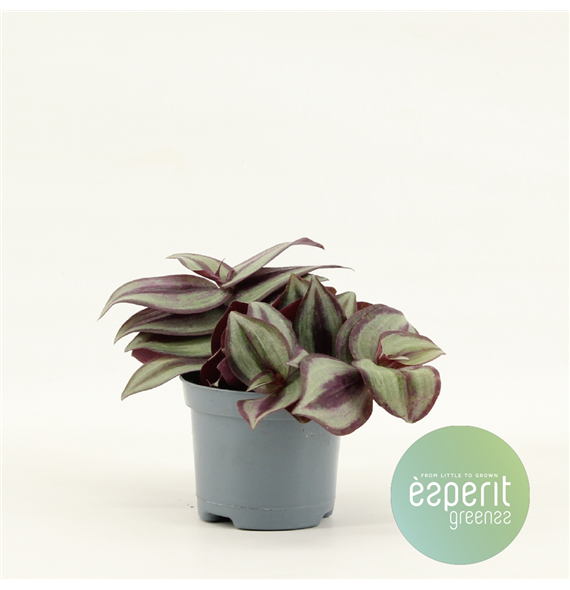 Tradescantia Zebrina Violet F00001119