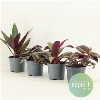 Tradescantia mix F00001121