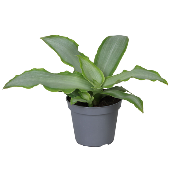 Tradescantia spathacea 'Silver' F00002086