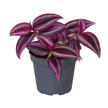 Tradescantia zebrina 'Pink Paradise' F00002084