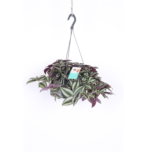 Tradescantia zebrina 'Purpusii' F00002942