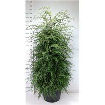 Tsuga canadensis F00007976
