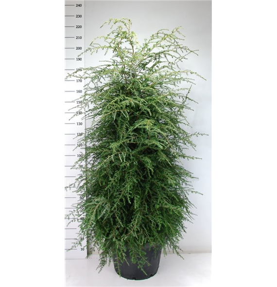 Tsuga canadensis F00007976