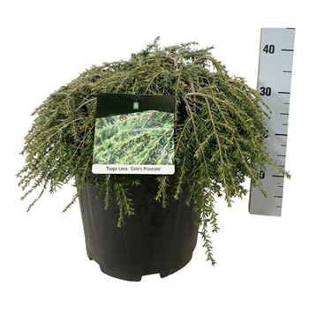 Tsuga canadensis 'Coles Prostrate' F00007410