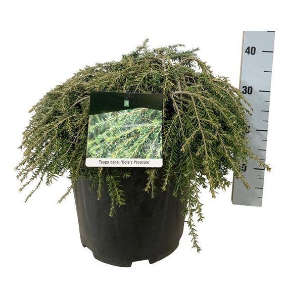 Tsuga canadensis 'Coles Prostrate' F00007410