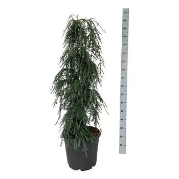 Tsuga canadensis 'Coles Prostrate' F00007313
